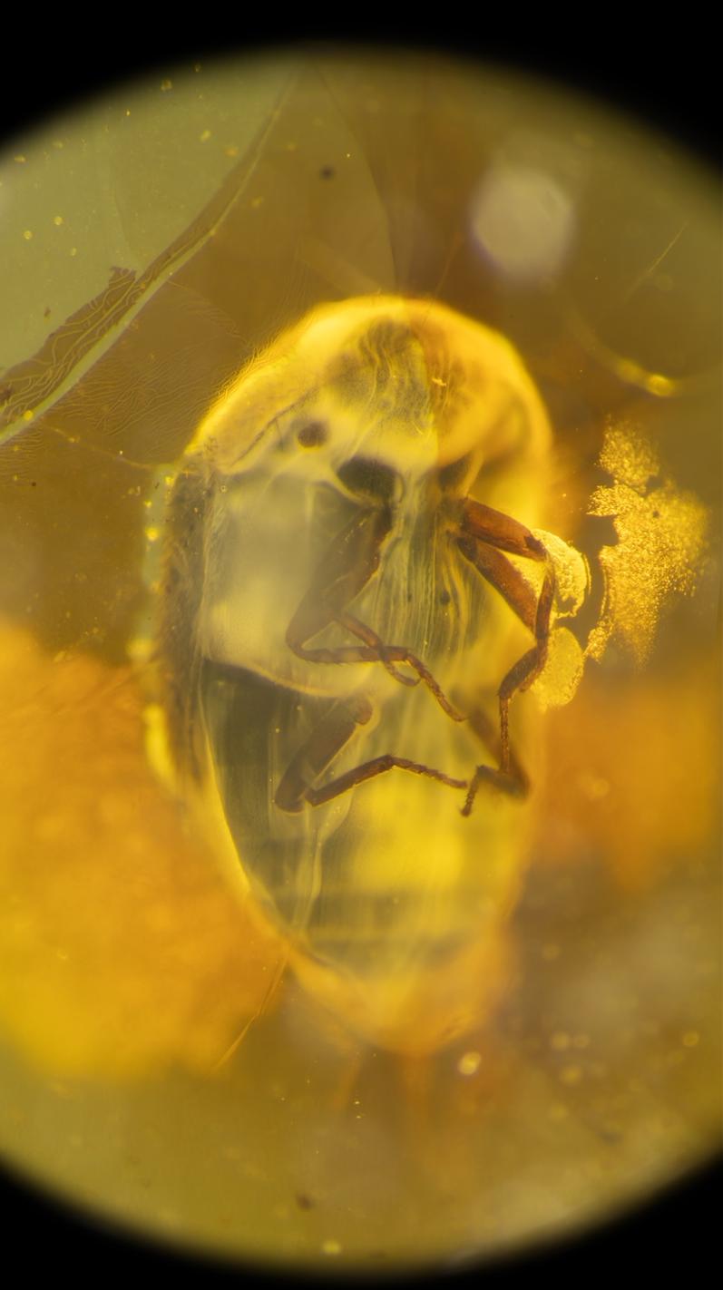 Captifs du temps d'Alžběta Wolfová